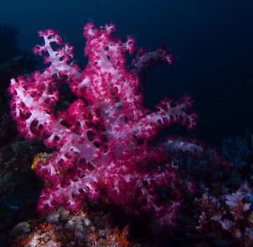 Coral